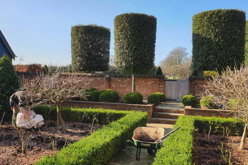 Three bushes in a garden shaped into cylinders