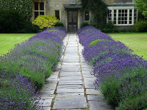 Lavender border in garden