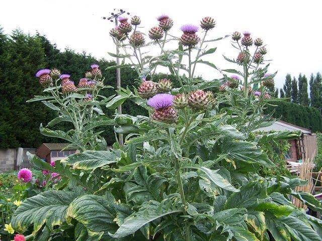 Cardoon