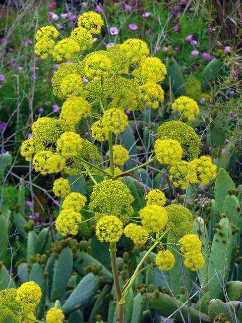 Fennel