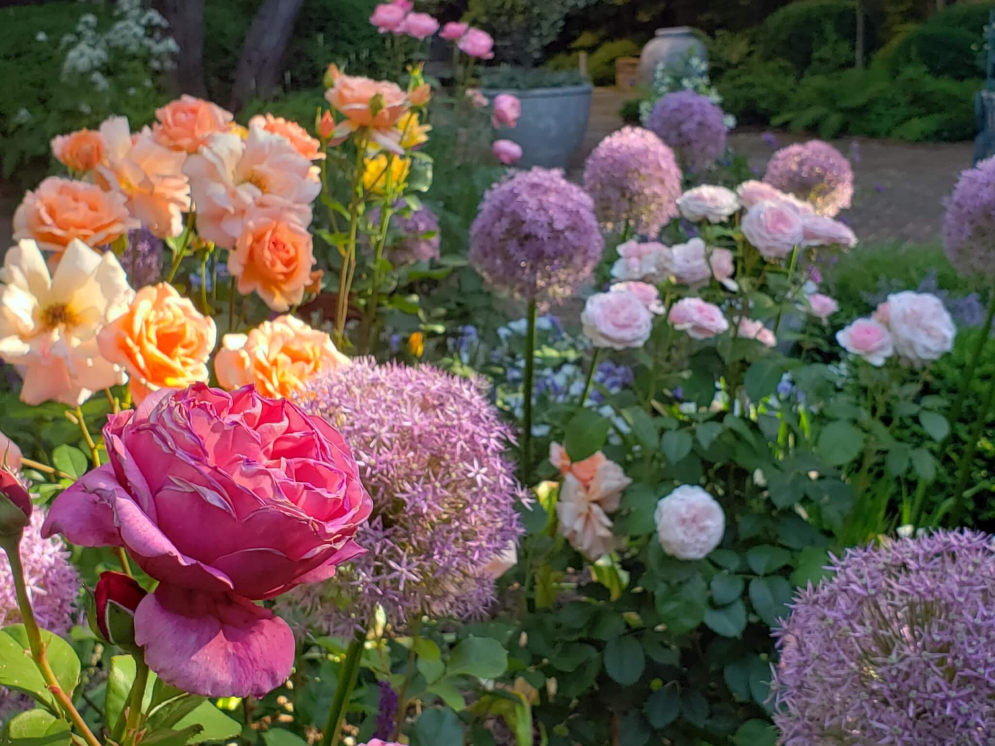 alliums and roses