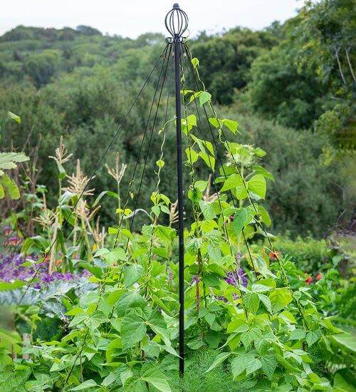 beans on a maypole eg sarah raven
