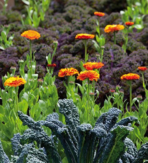 cae068806b6d060e94f0f5b61c0760e8–fruit-plants-kale