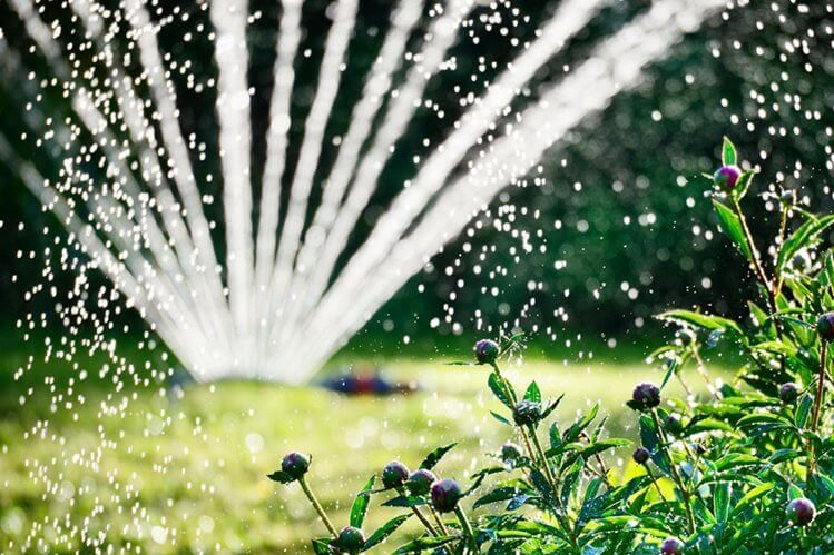 Garden watering with a sprinkler
