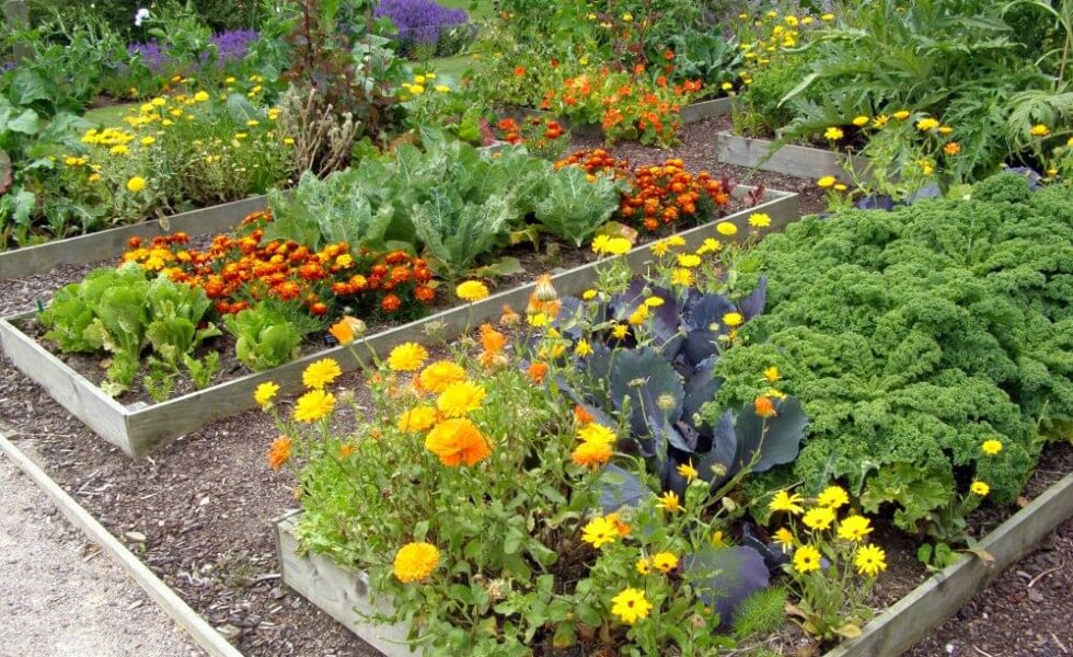 plantele-companion-companion-planting-980×600