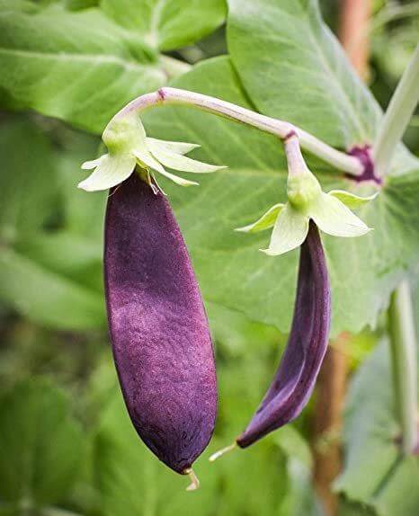snow pea shiraz