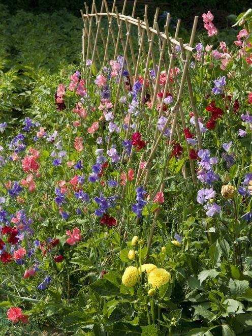 sweet peas