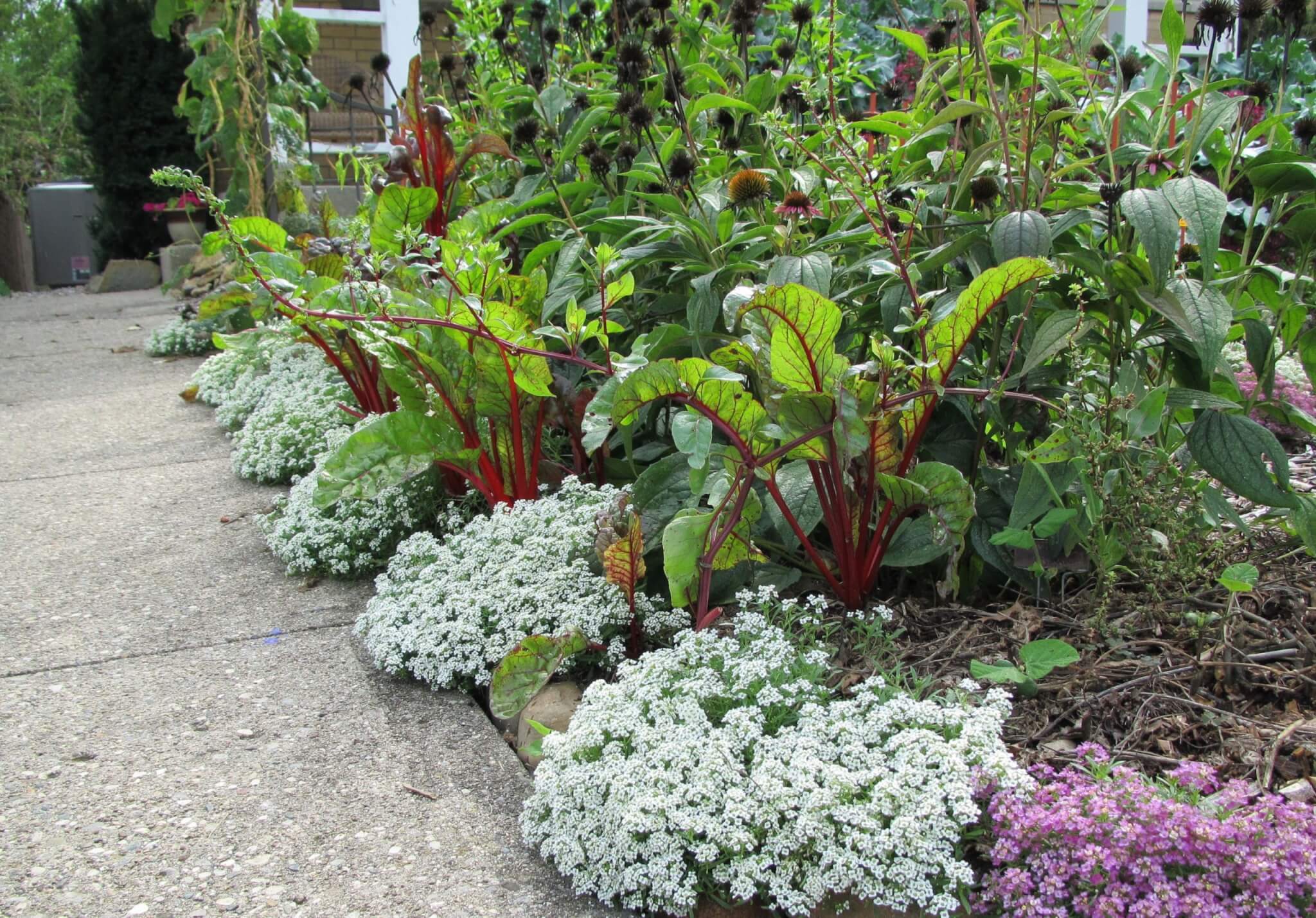 swiss chard and alyssum