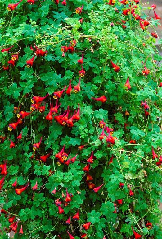 tropaeolum-tuberosum-adrian-thomas