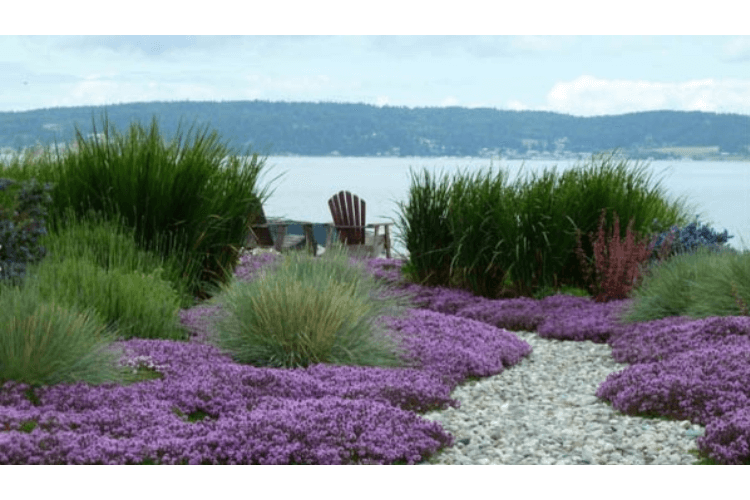 Lavender by the sea spring garden inspiration mown path through meadow