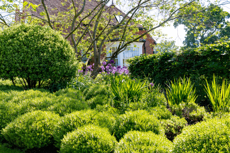 Topiary and clipped shapes in garden design - CGLA