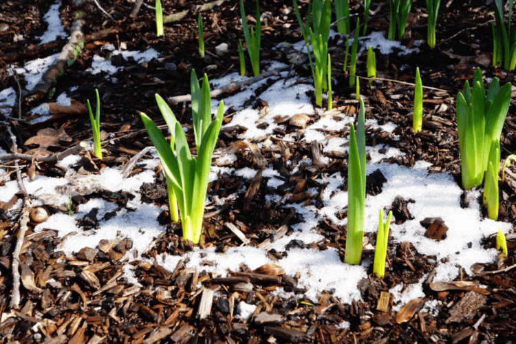 Some spring bulbs which have begun to shoot up through the ground, which has some frost on it