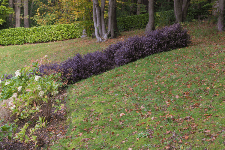 spring garden inspiration for hedgerows