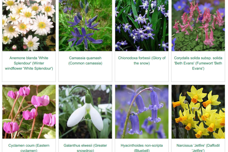 IImage 4 woodland mix spring garden inspiration for hedgerows