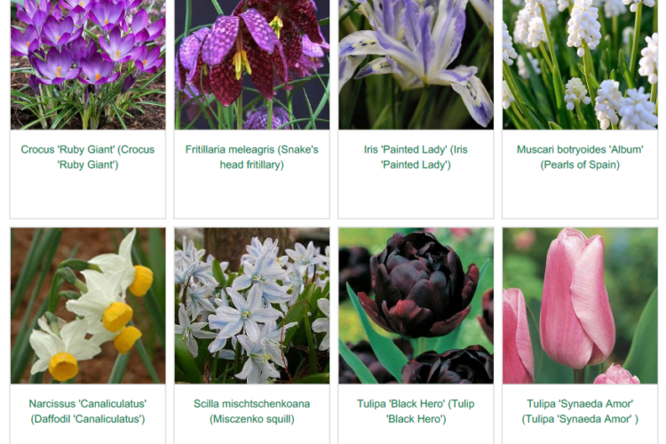 Image 2 In the purple spring garden inspiration for hedgerows