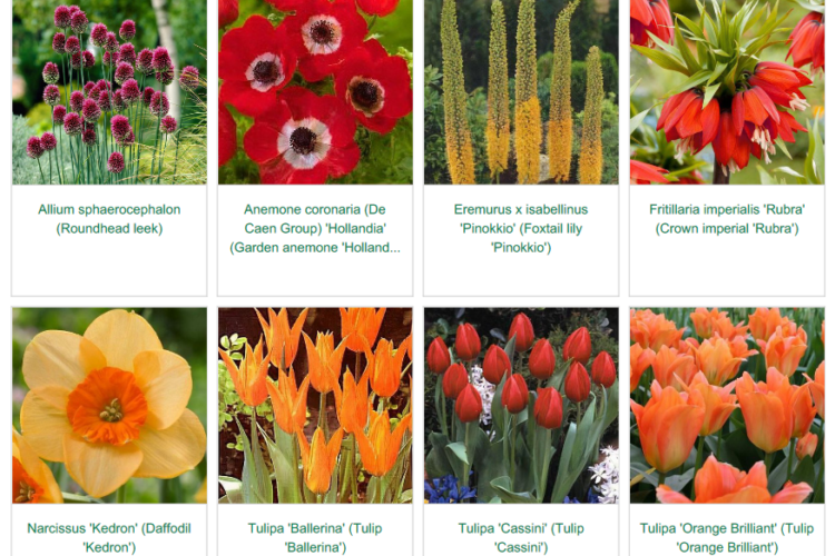 Image 3 Hot stuff spring garden inspiration for hedgerows