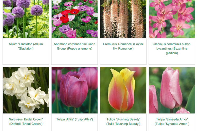 Image 5In the pink spring garden inspiration for hedgerows