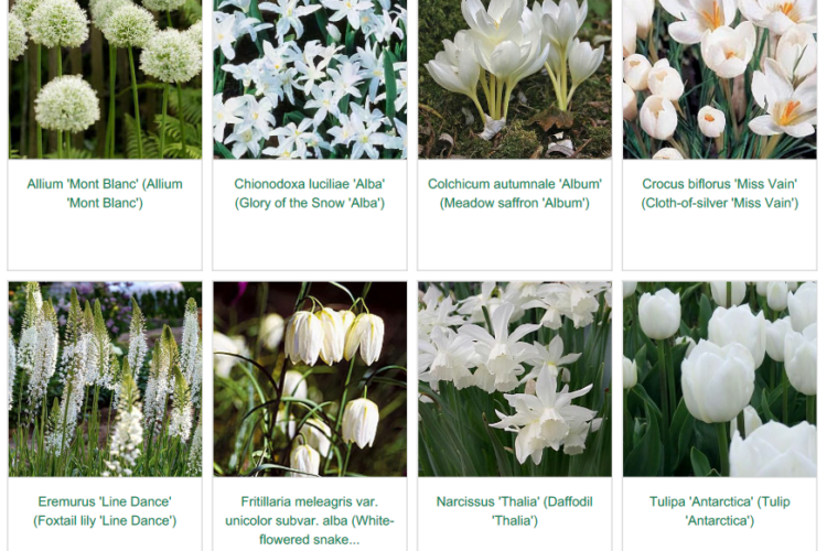 Image 6 Cool white selection spring garden inspiration for hedgerows