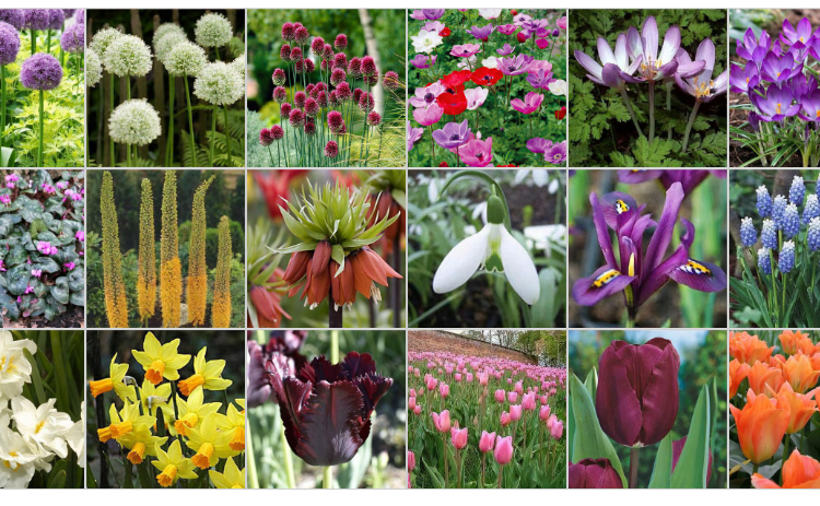 Image 7 Bumper bulb stock up spring garden inspiration for hedgerows
