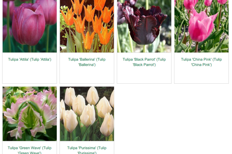 Image 7 totally tulips spring garden inspiration for hedgerows