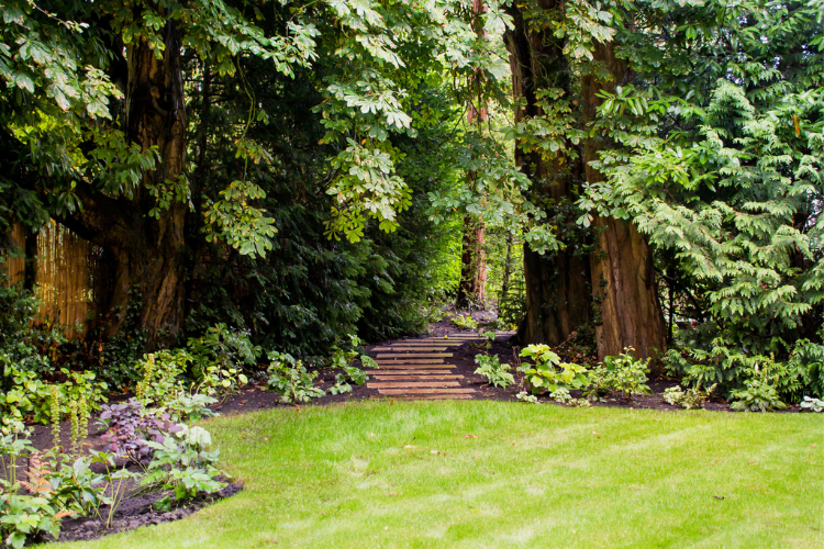 woodland garden pathway