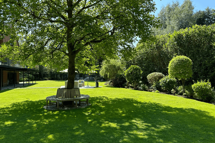 large tree as shade for seating