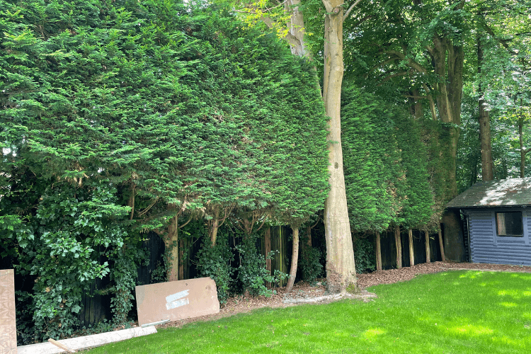 leylandii hedge