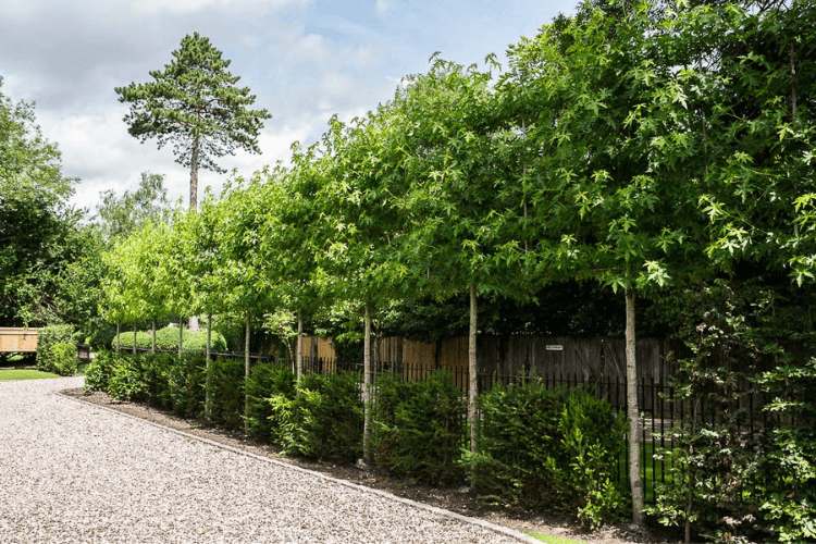 spring garden inspiration for hedgerows