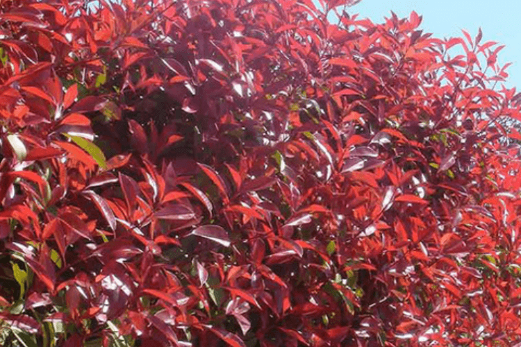 Photinia Red Robin