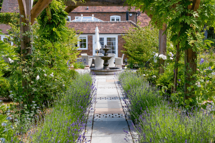 Lavender hedge