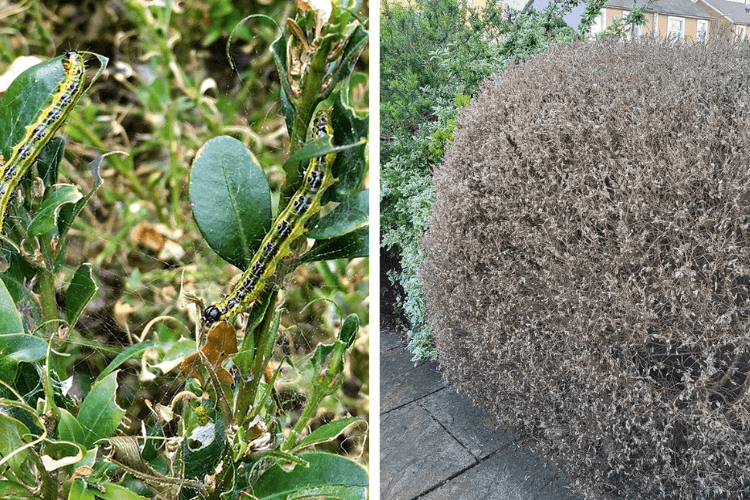 spring garden inspiration for hedgerows