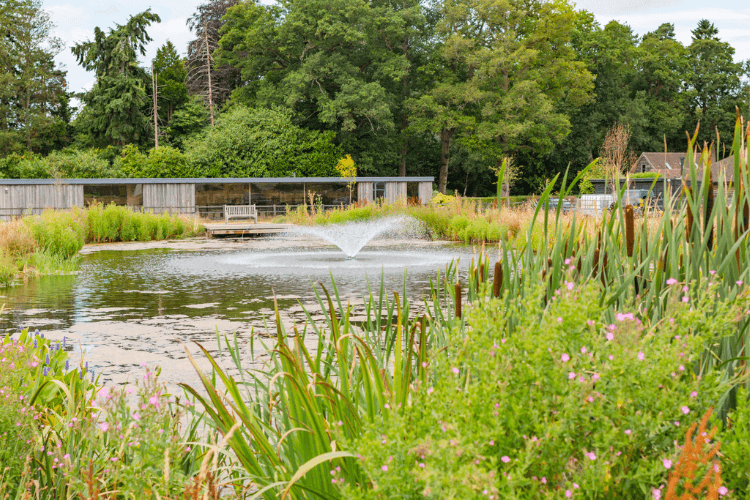 pond from outdoor offices