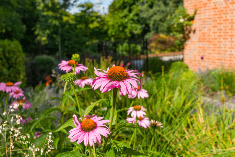 beautiful pink flowers close up