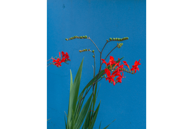 red flowers against strong blue wall