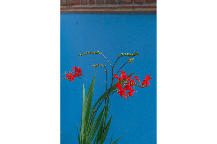 colourful planting against bright wall