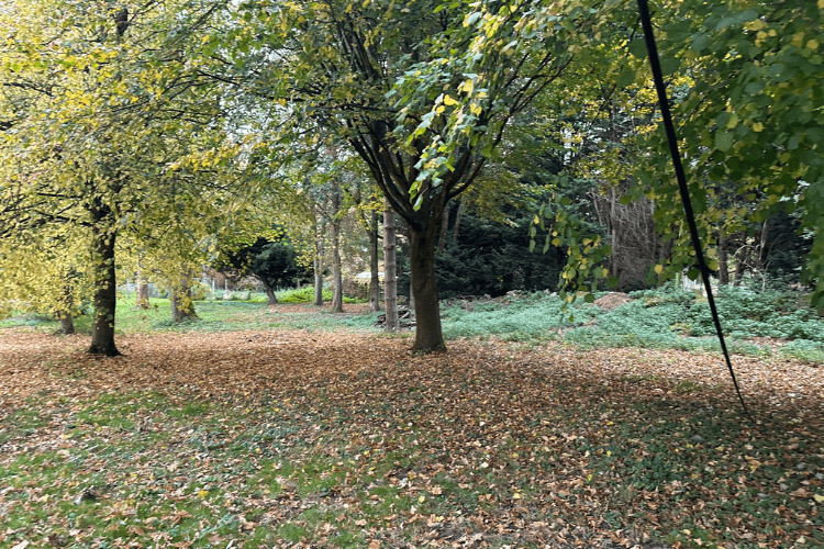 Unlandscaped woodland site before design intervention, showing natural tree cover and potential for transformation.