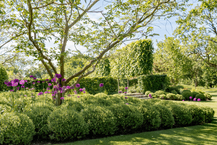 Formal garden with clipped box hedging, mature trees and purple alliums in full bloom within a naturalistic English landscape.