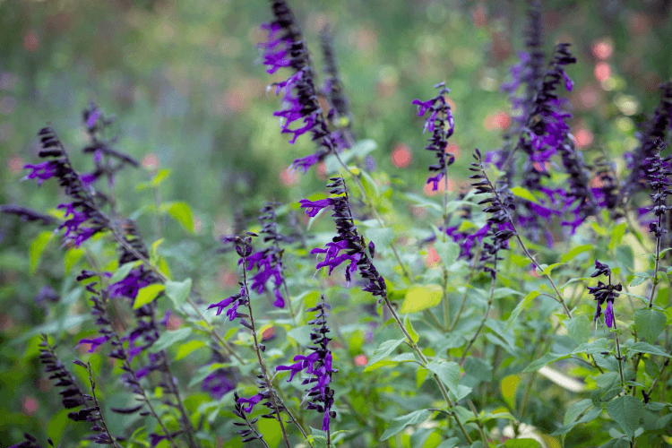 Salvia ‘Amistad’